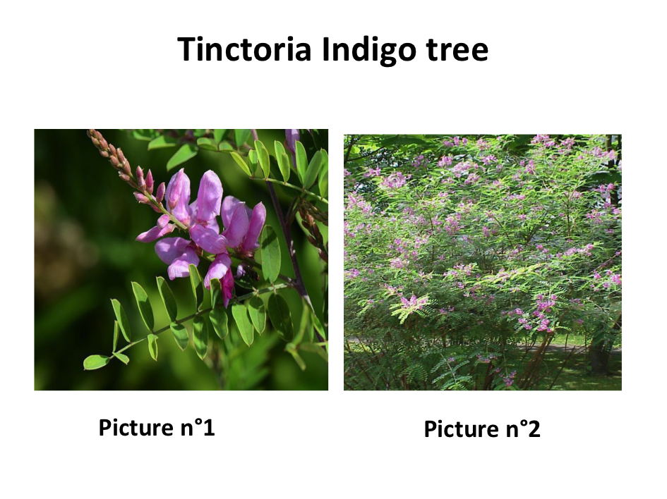 Tinctoria indigo