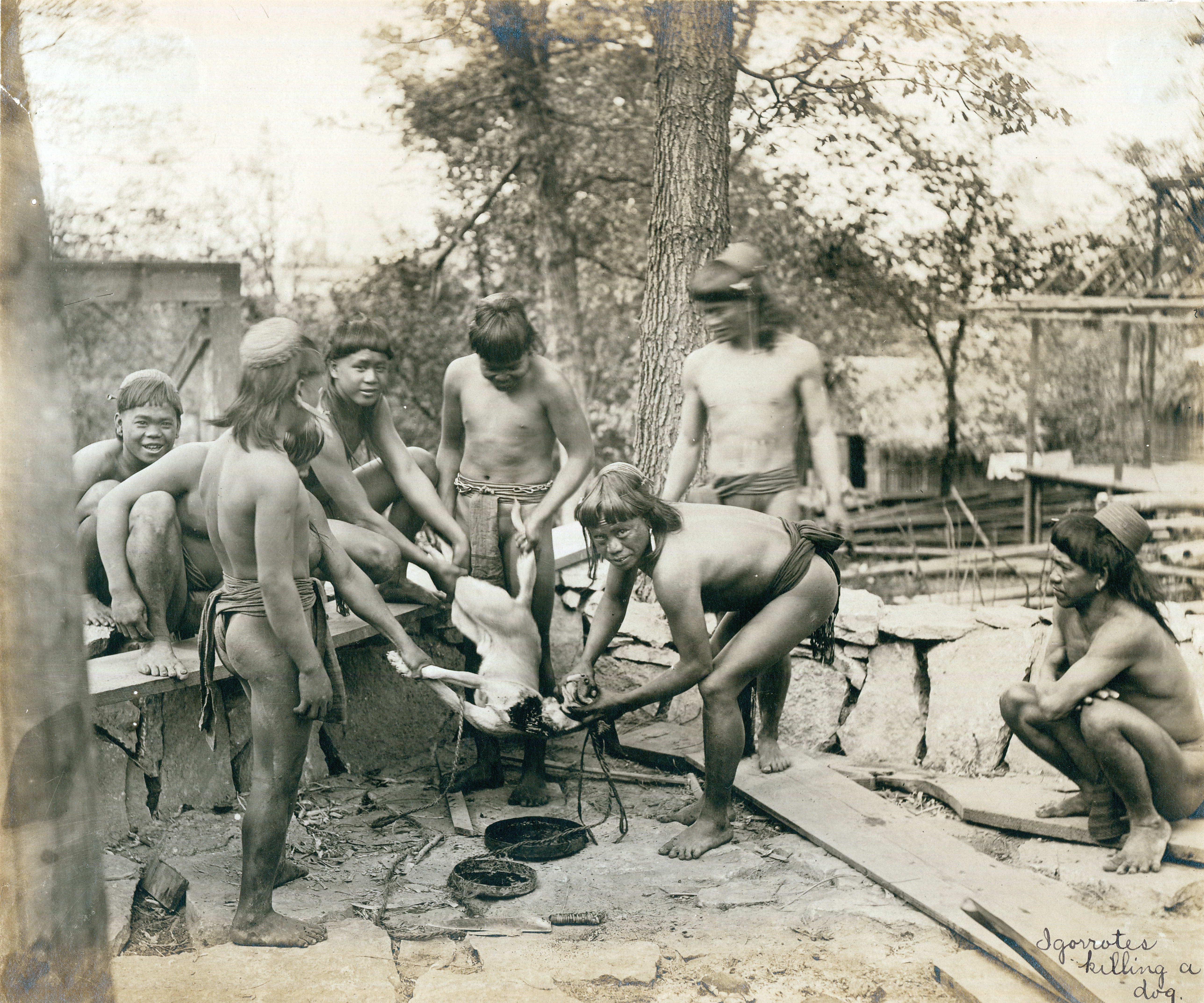 Photograph of Igorots (referred to here as Igorrotes) killing a dog as part of a ritual ceremony for consumption