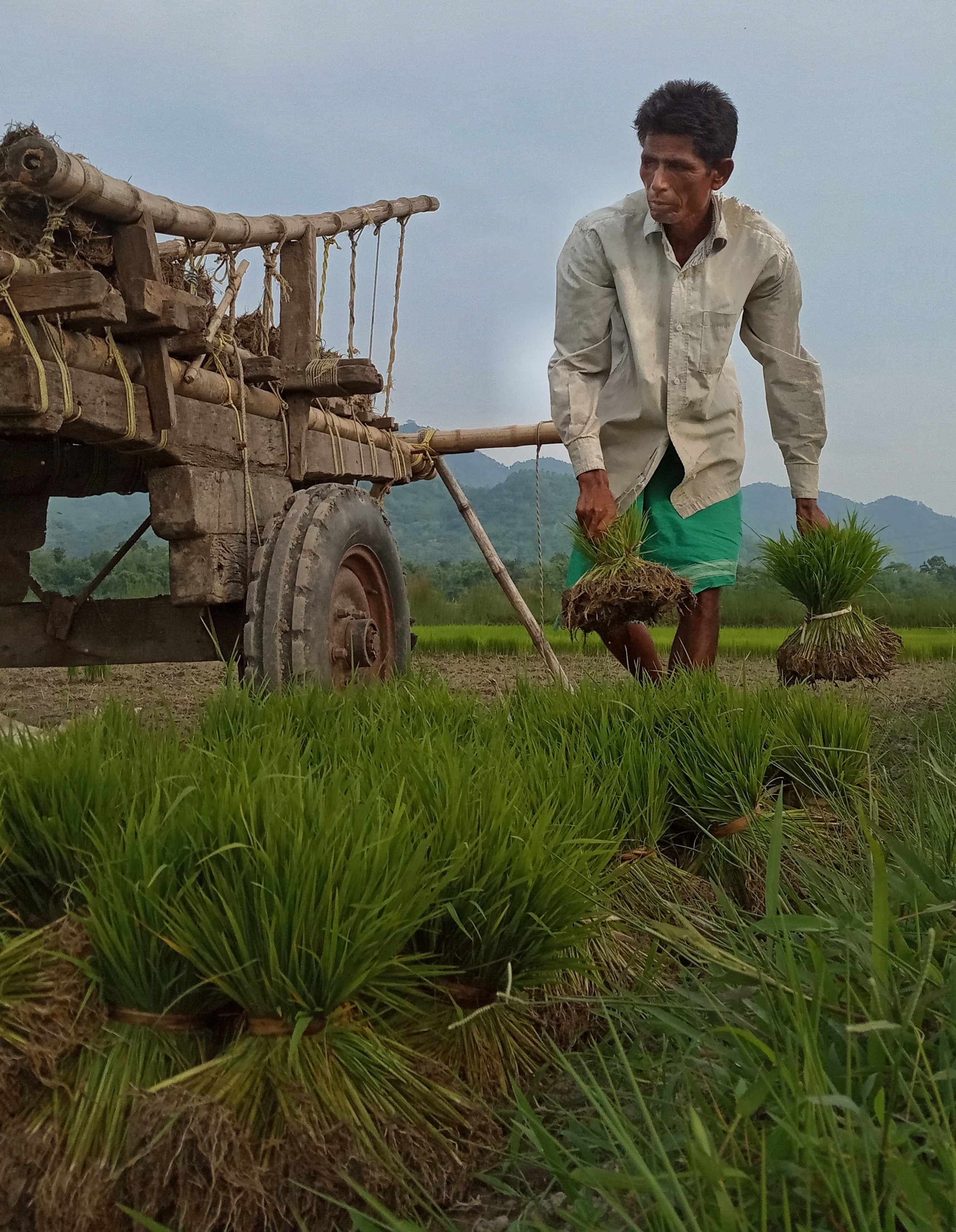 paddy, rice, gender role, 