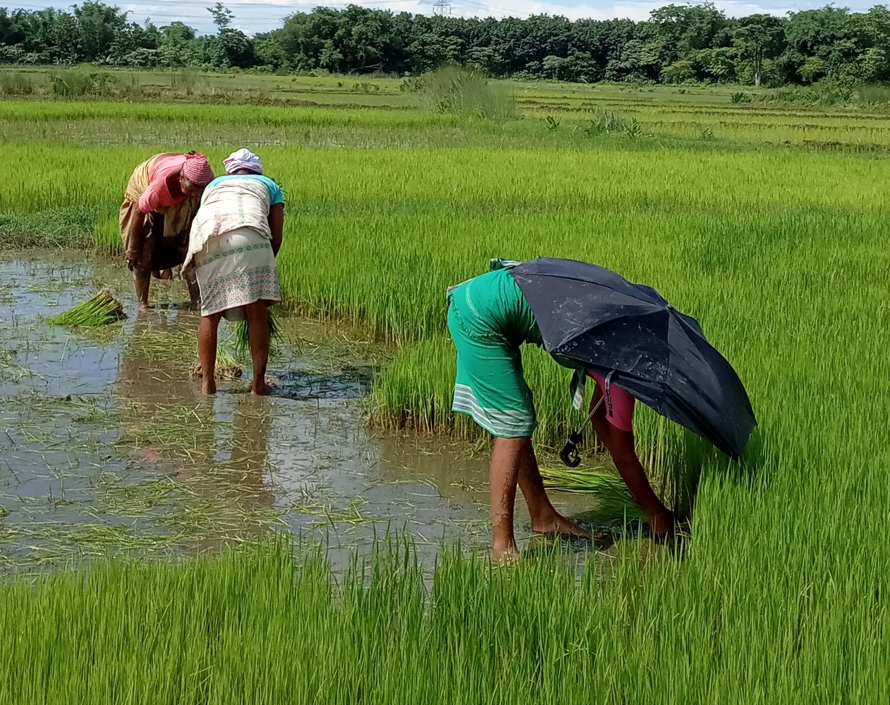 paddy, rice, cultivation, Covid-19