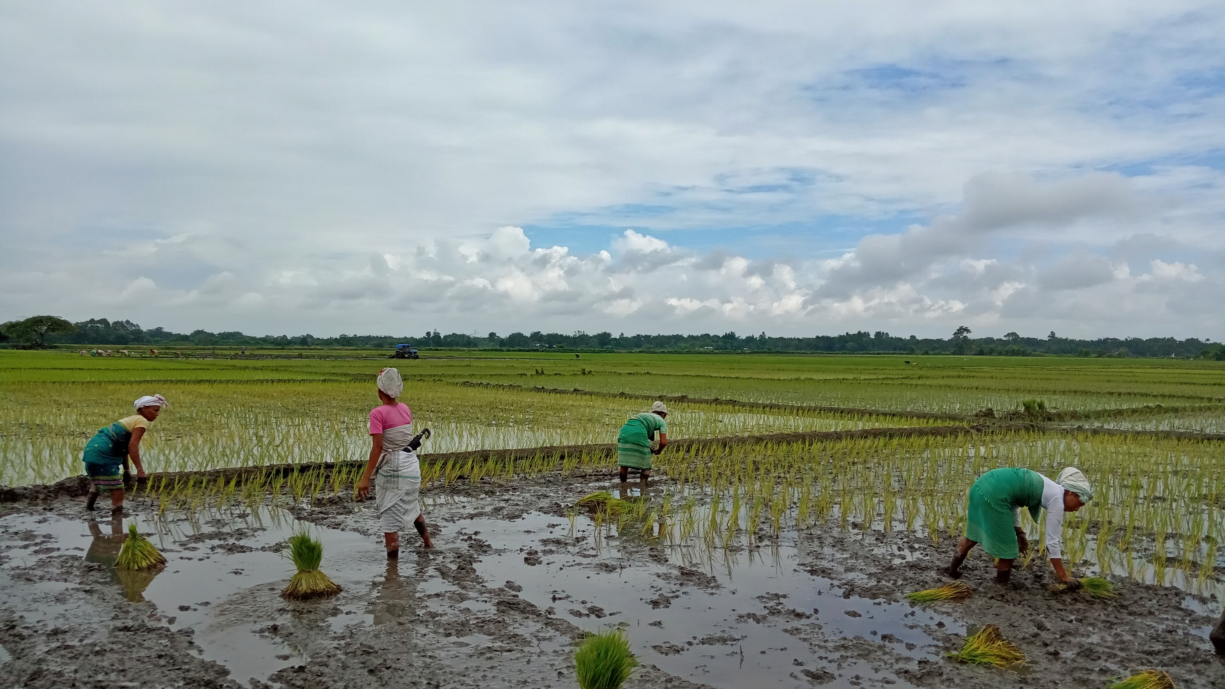 Rice Cultivation, Covid-19, flood, women, gender role