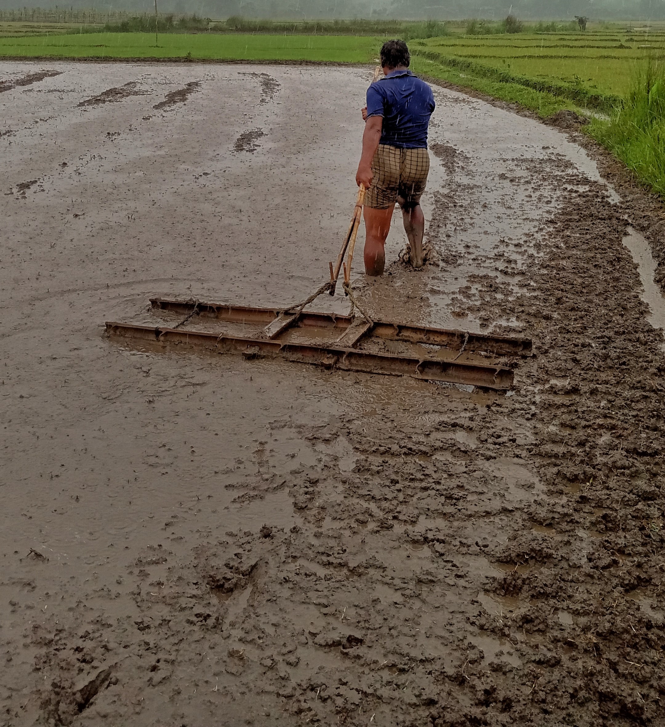 Rice cultivation, paddy field, gender role