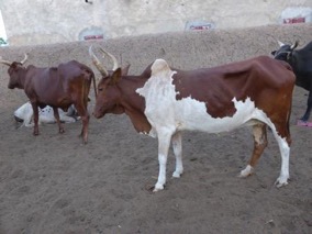 Left: sinje (red), Right: walewaaye (red with white on lower part)