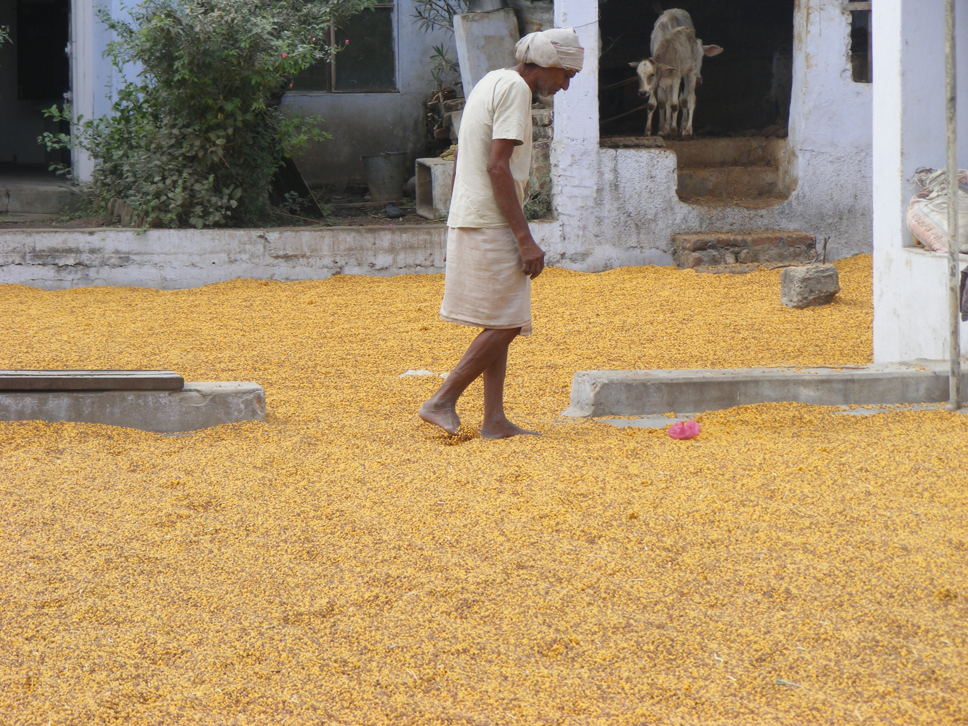 Tuar (Pigeon Pea) being dried out