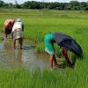 paddy, rice, cultivation, Covid-19