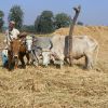 Threshing by Treading 