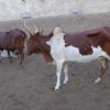 Left: sinje (red), Right: walewaaye (red with white on lower part)