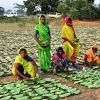 Collectors with stacks/bundles of Tendu leaves 