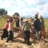 Upland Rice Threshing