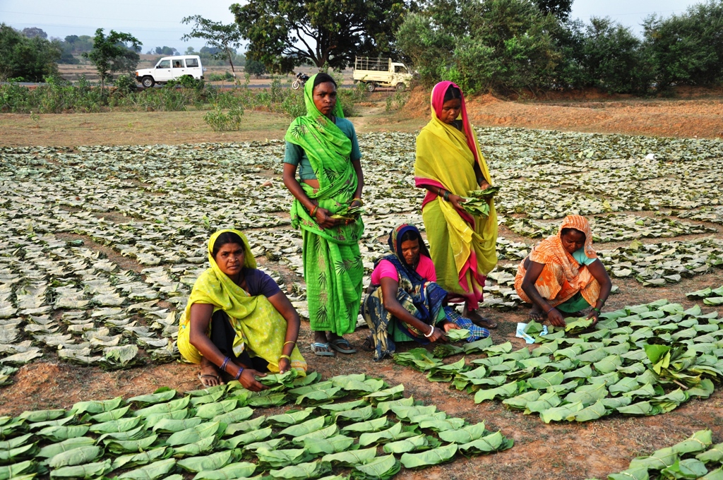 Collectors with stacks/bundles of Tendu leaves 