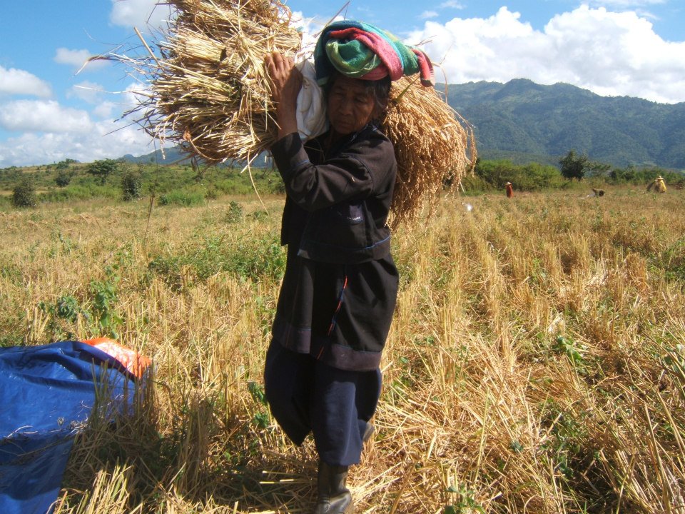 Pa Oh ethnic will be one of ethnic minority in our Country, Myanmar. But Pa Oh Ethnic is the third biggest ethnicity of Shan State by living (9.49 %) in Southern Shan State Region. Most of Pa Oh people are lived in Upland Area and mountain region by pract