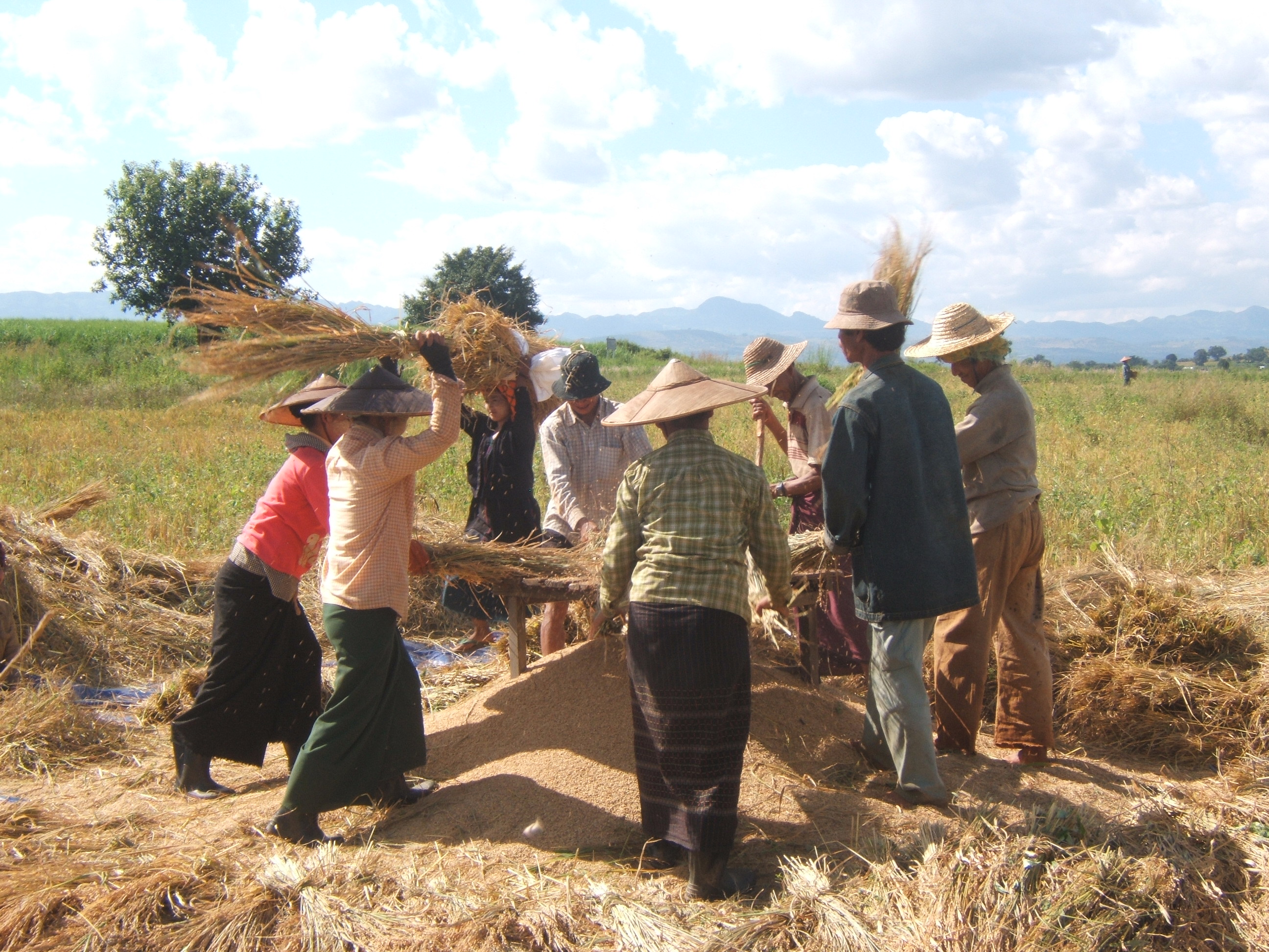 Upland Rice Threshing